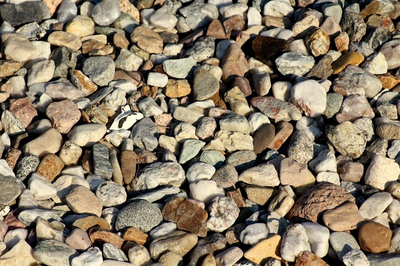 印尼三紋虎魚苗吃什么