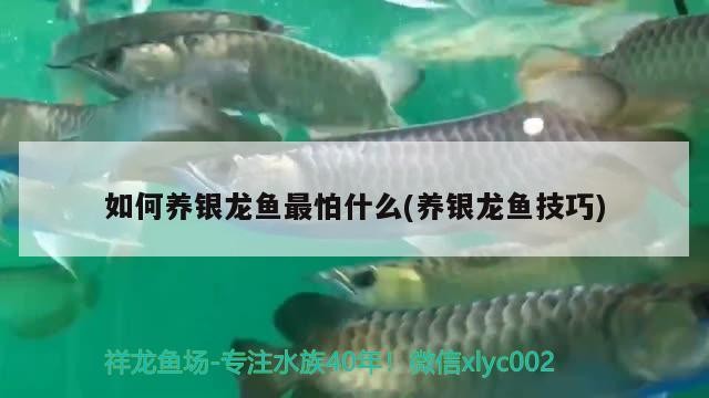 如何養銀龍魚最怕什么(養銀龍魚技巧)