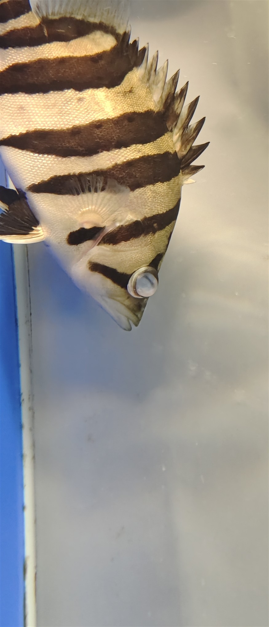 虎魚眼大泡蒙眼