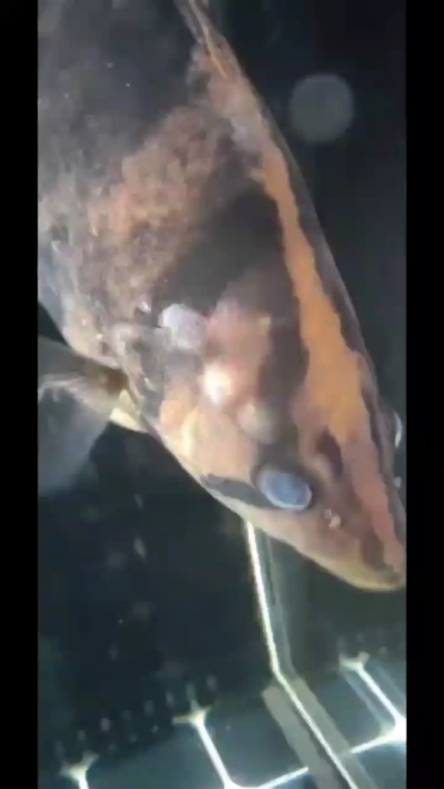 大神過來看看虎魚長了幾個泡