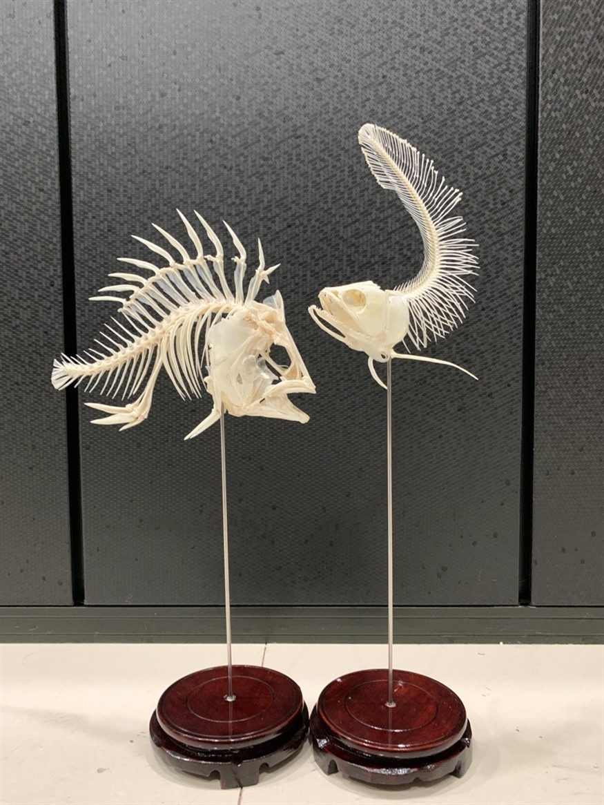 龍魚(yú)虎魚(yú)骨骼標(biāo)本