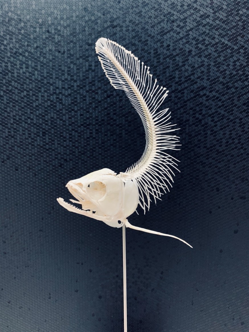 龍魚(yú)虎魚(yú)骨骼標(biāo)本