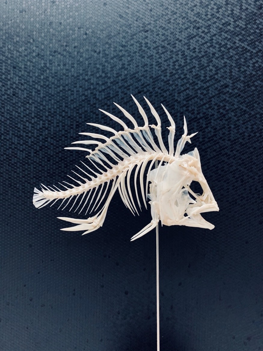 龍魚(yú)虎魚(yú)骨骼標(biāo)本