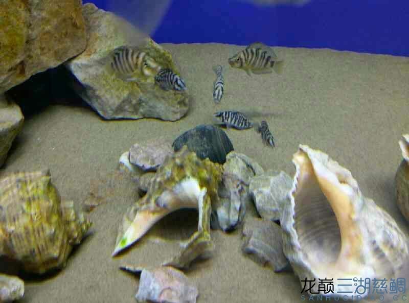 剛養虎時間不長請教各位魚友水溫30度可以嗎