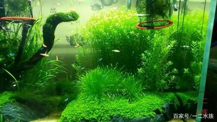 武山縣云峰水族店（武山縣云峰水族店