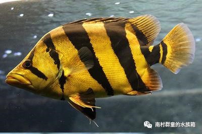 虎魚的基本介紹 虎魚的基本介紹 虎魚百科 第1張