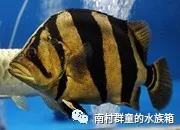 虎魚的基本介紹 虎魚的基本介紹 虎魚百科 第4張