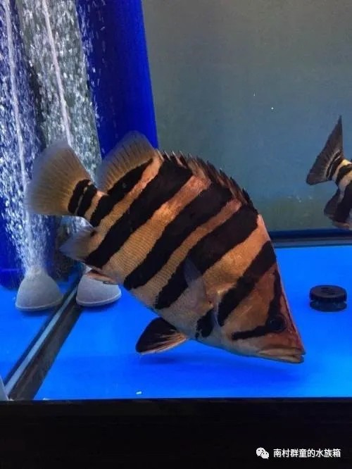 虎魚的基本介紹 虎魚的基本介紹 虎魚百科 第6張