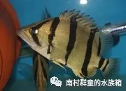 虎魚的基本介紹 虎魚的基本介紹 虎魚百科 第5張