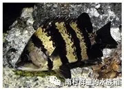 虎魚的基本介紹 虎魚的基本介紹 虎魚百科 第7張