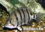 虎魚的基本介紹 虎魚的基本介紹 虎魚百科 第8張