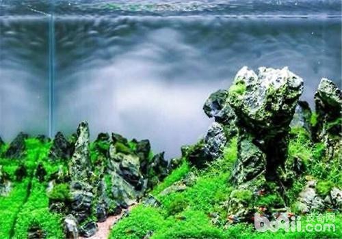 大連中山公園購物廣場紅艷水族店（大連中山公園購物廣場紅艷水族店電話）