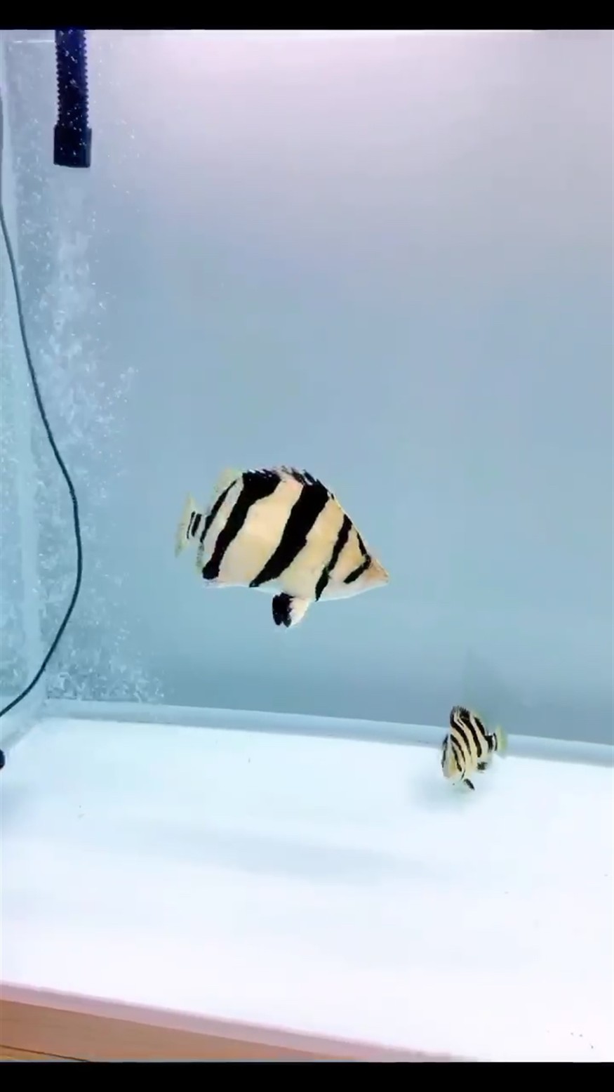 泰國虎魚 老版泰