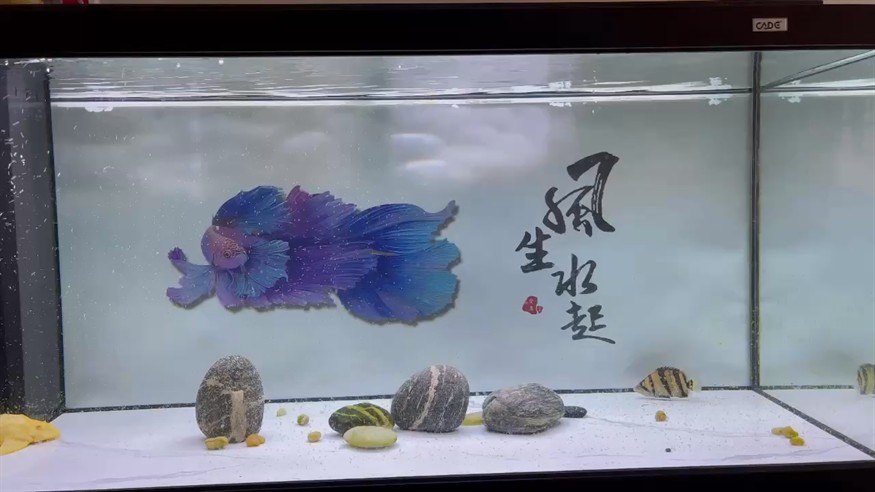 龍魚(yú)出了 換了白底養(yǎng)虎
