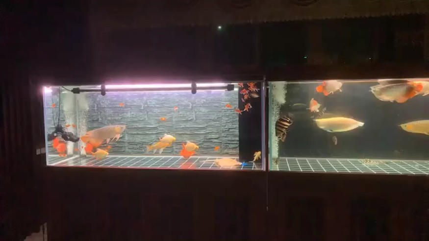 群龍群虎36米魚缸混養
