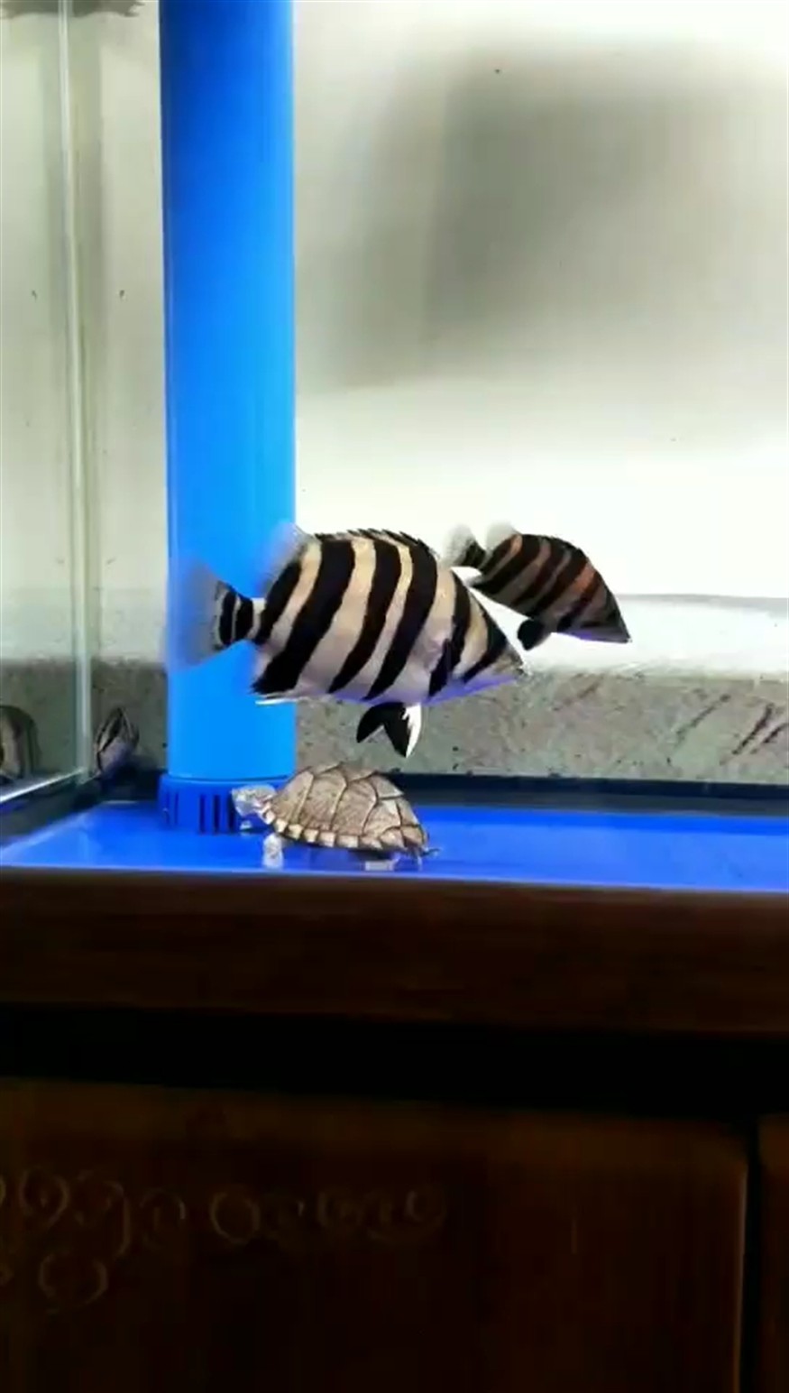 虎魚怎么才能養(yǎng)肥養(yǎng)成豬