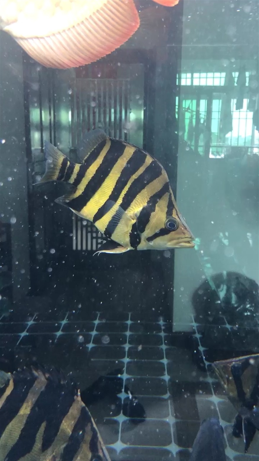 越長大越孤單虎魚圈
