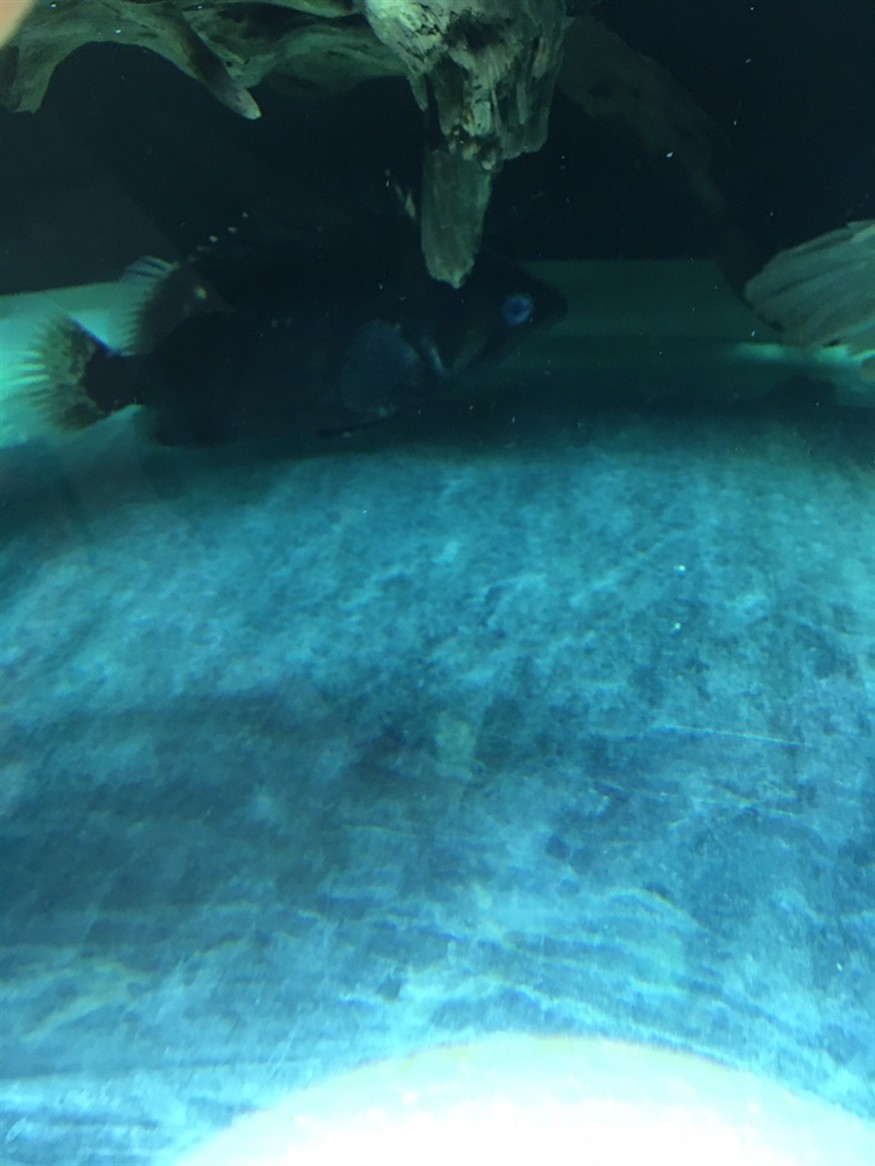 虎魚蒙眼求助