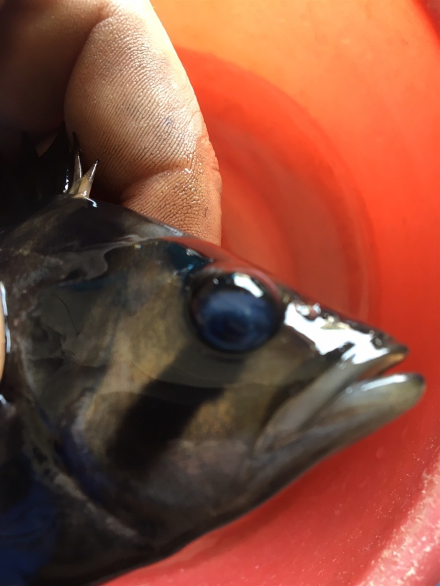虎魚蒙眼求助