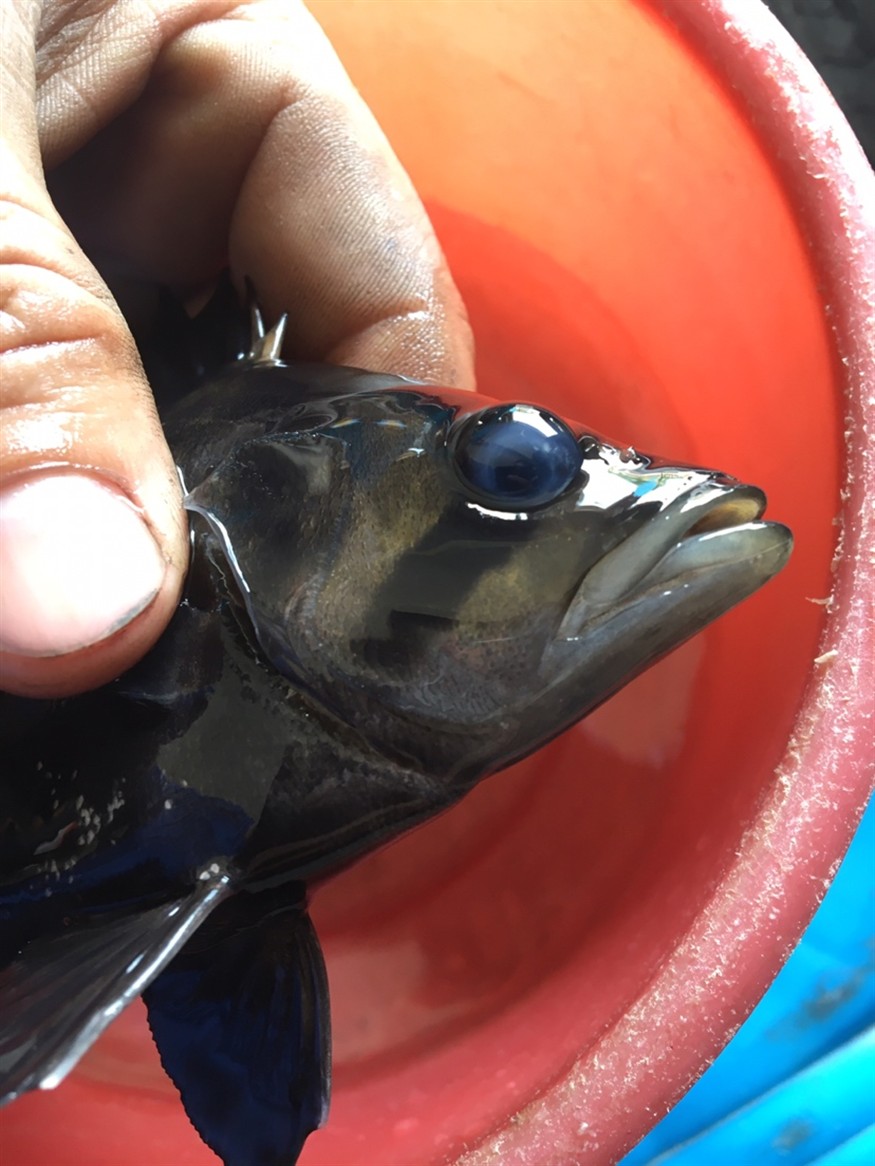 虎魚蒙眼求助