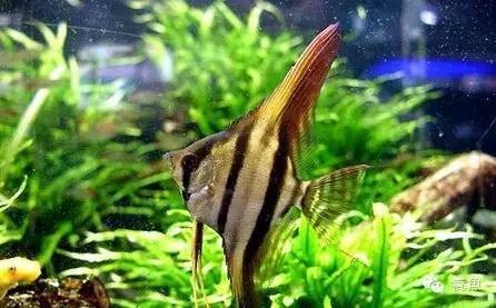 樂亭縣城關海之洋水族店（樂亭縣城關海之洋水族店電話）