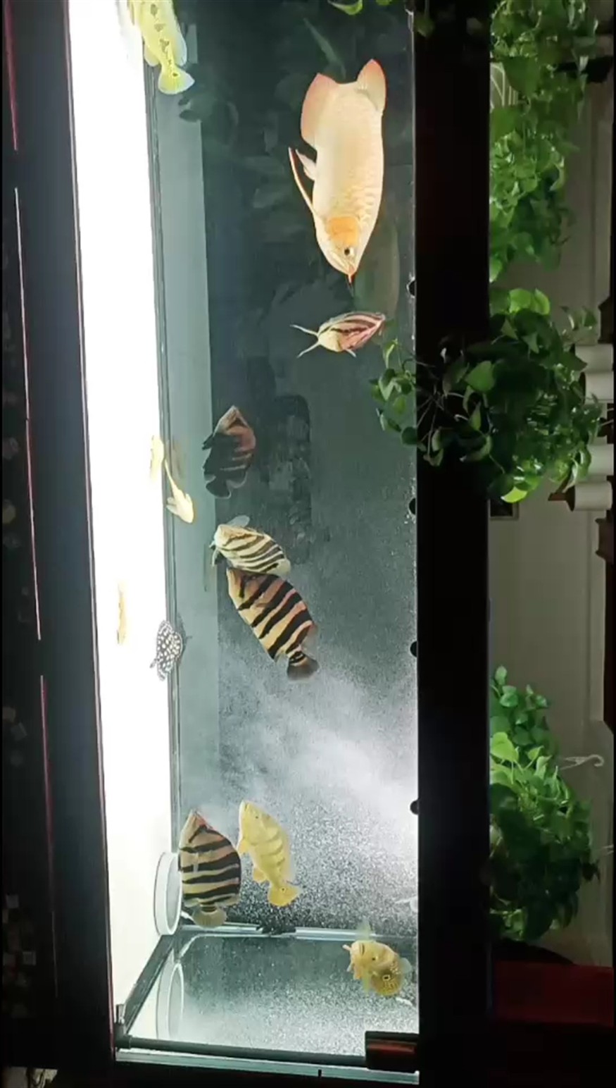 虎魚日記