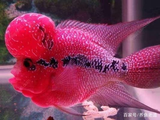 泉州市豐澤區(qū)激成水族有限公司（泉州市豐澤區(qū)激成水族有限公司電話）