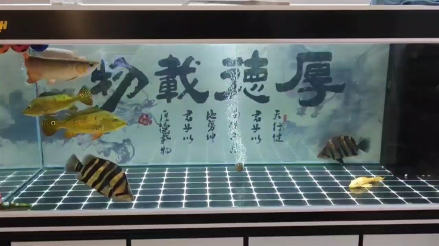 大家都是怎么給虎魚練膽子？