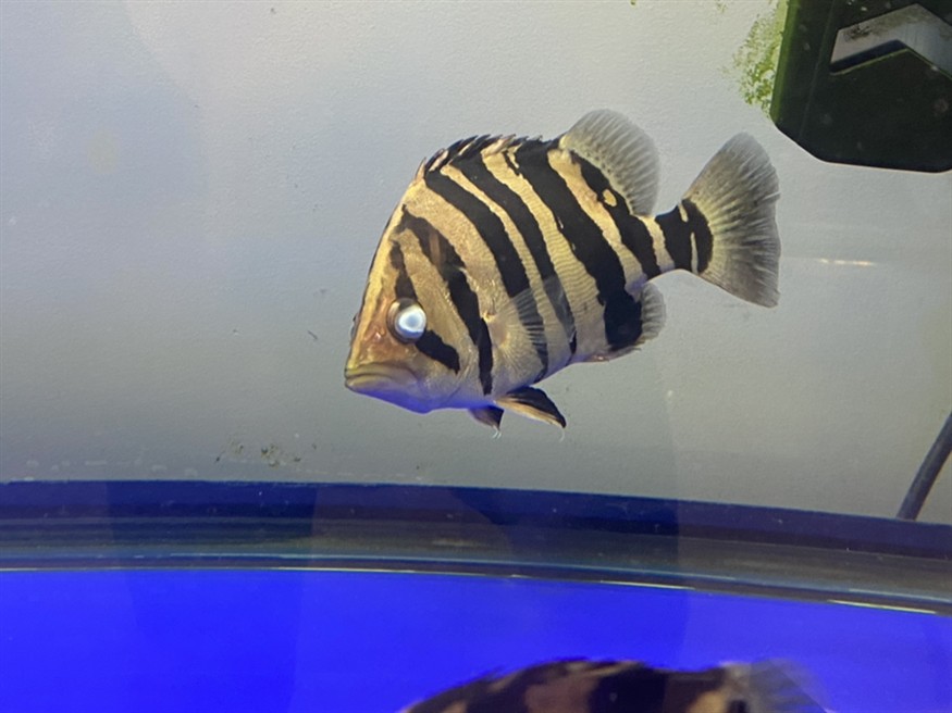 養(yǎng)了三年的虎魚突然白眼怎么救？