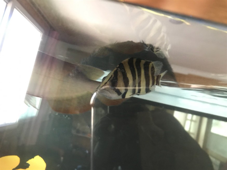 虎魚白點病怎么辦 虎魚白點病怎么辦 虎魚百科 第1張