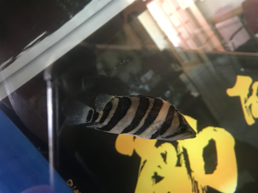 虎魚白點病怎么辦 虎魚白點病怎么辦 虎魚百科 第2張