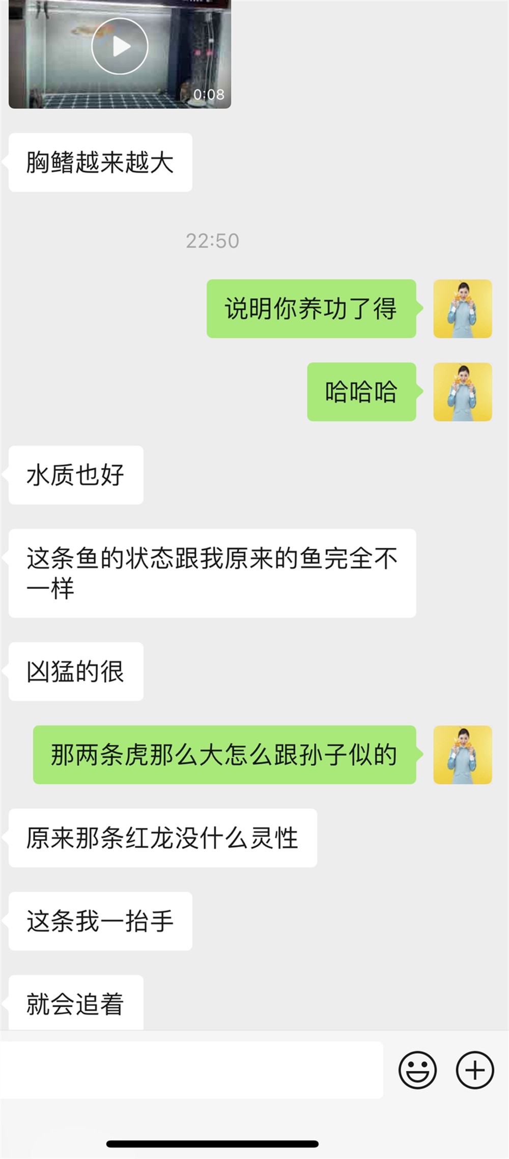 魚友反饋：我萬隆天王小烈焰與以往養的龍都不一樣[機智][機智][機智]小小的龍把大大的虎嚇得不 魚友反饋：我萬隆天王小烈焰與以往養的龍都不一樣[機智][機智][機智]小小的龍把大大的虎嚇得不 虎魚百科 第1張