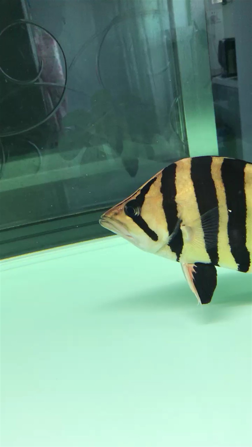 一直明下去虎魚