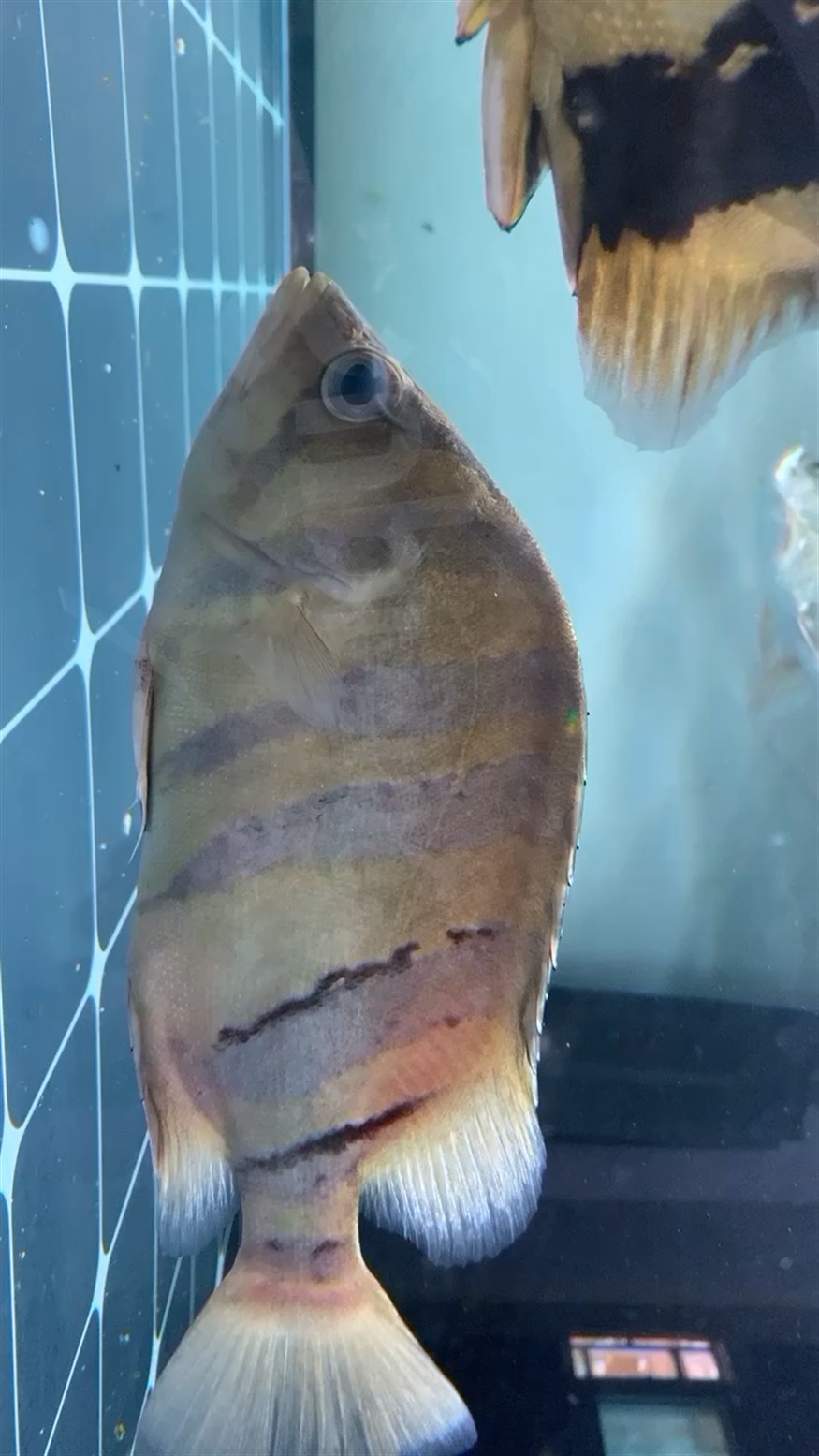 蜈蚣投喂頻率可以調整嗎,關于蜈蚣的投喂頻率問題 龍魚百科 第1張 蜈蚣投喂頻率可以調整嗎,關于蜈蚣的投喂頻率問題 蜈蚣投喂頻率可以調整嗎,關于蜈蚣的投喂頻率問題 龍魚百科 第1張