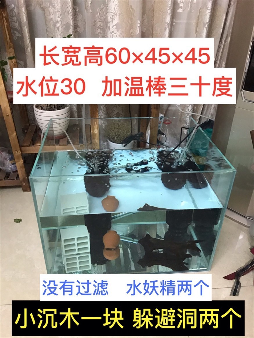 新疆魚(yú)友入虎苗記錄帖01