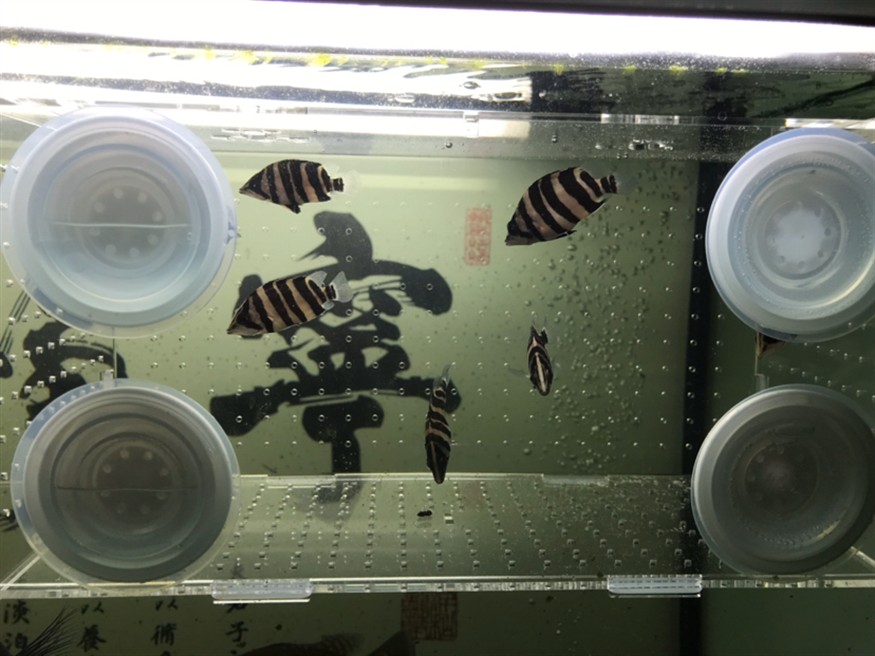 新疆魚(yú)友入虎苗記錄帖01
