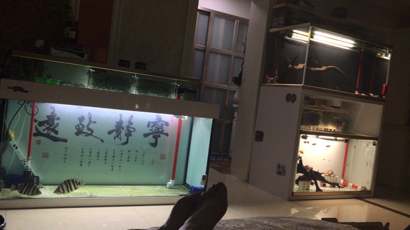 新疆魚(yú)友入虎苗記錄帖01