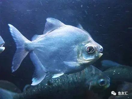 虎紋銀板魚的壽命是多少(虎紋銀板魚和龍魚混養視頻)