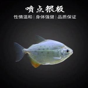 虎紋銀板魚的壽命是多少(虎紋銀板魚和龍魚混養視頻)