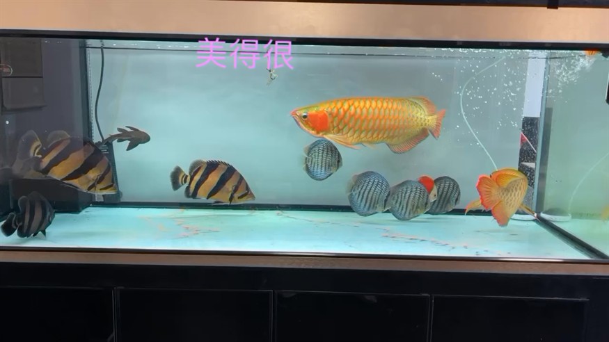 龍虎加七彩魟魚都齊全啦