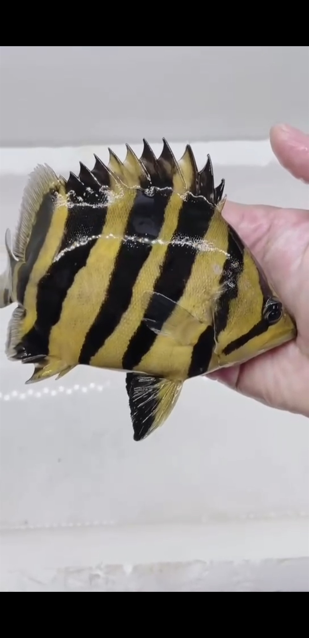 虎魚入缸