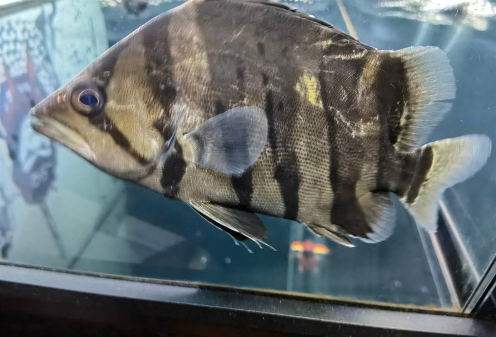 虎魚入缸