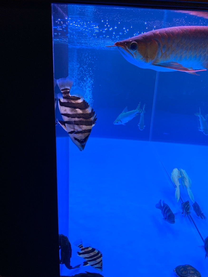 昨天新買的虎魚為總是這樣豎著