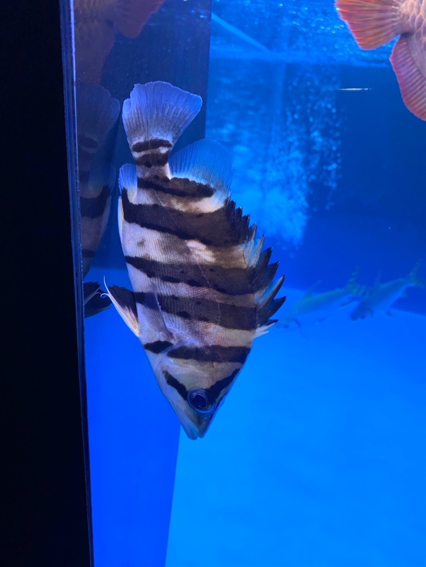 昨天新買的虎魚為總是這樣豎著