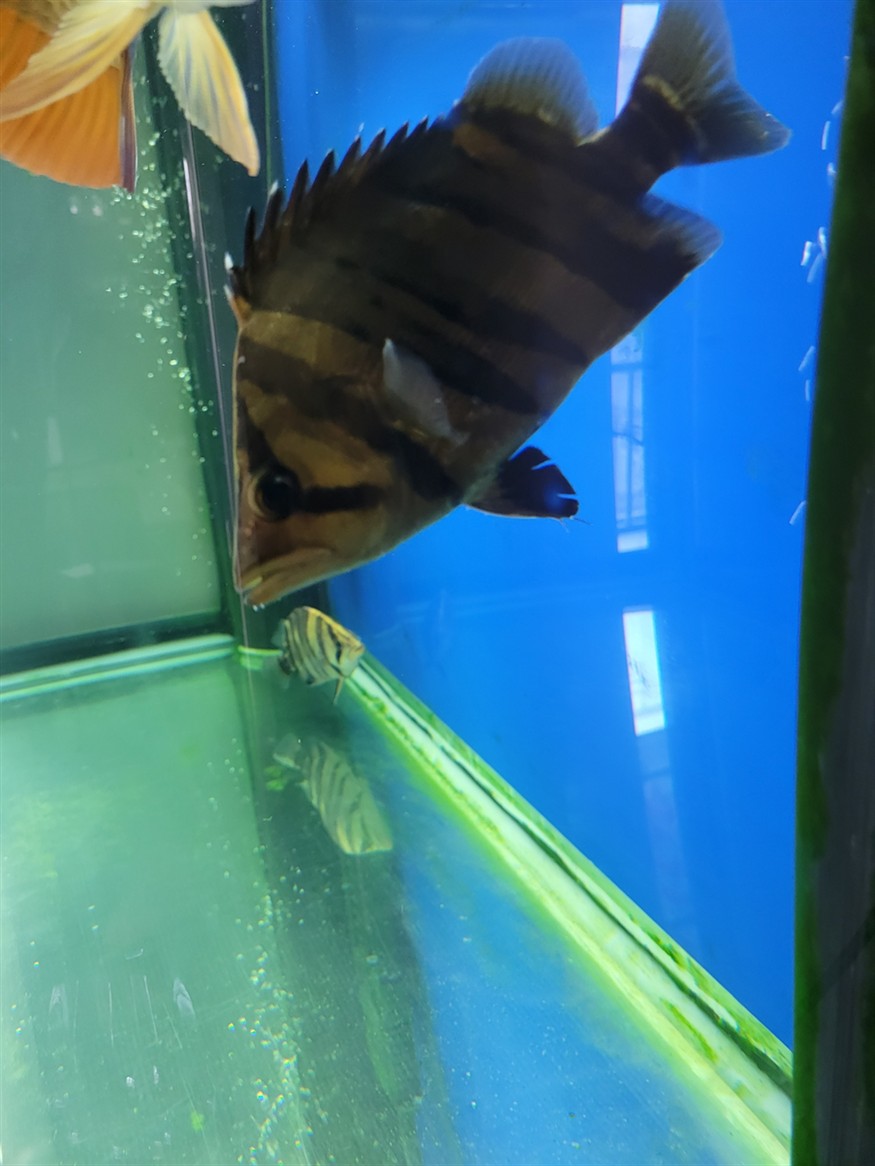 虎魚少了一個腹鰭還能長出來嗎