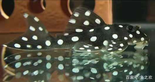 濟(jì)南格瑞森水族工程有限公司（濟(jì)南格瑞森水族工程有限公司怎么樣）