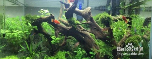無錫市惠琴水族館（無錫市惠琴水族館地址）