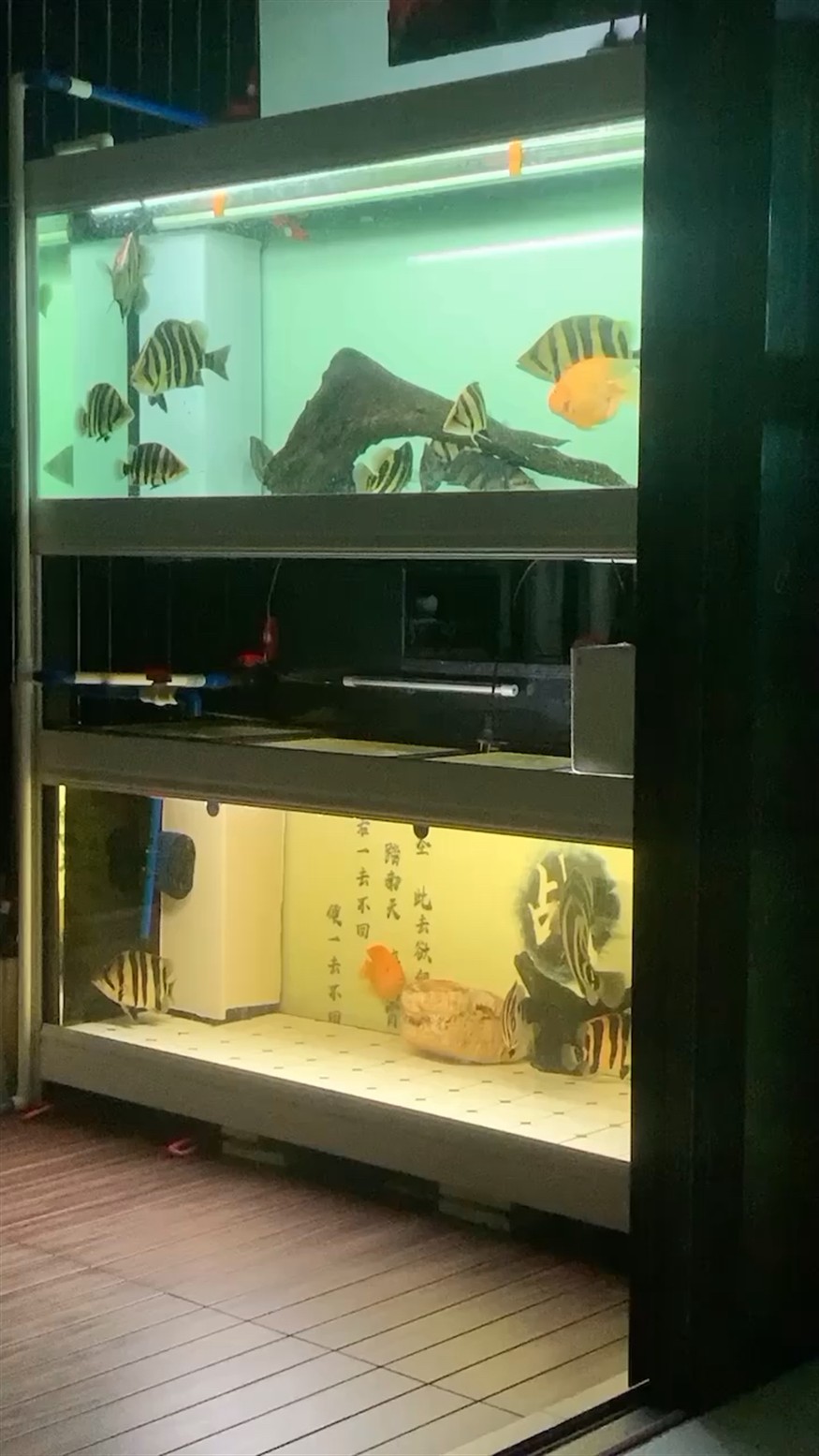 虎魚狀態調整嘗試