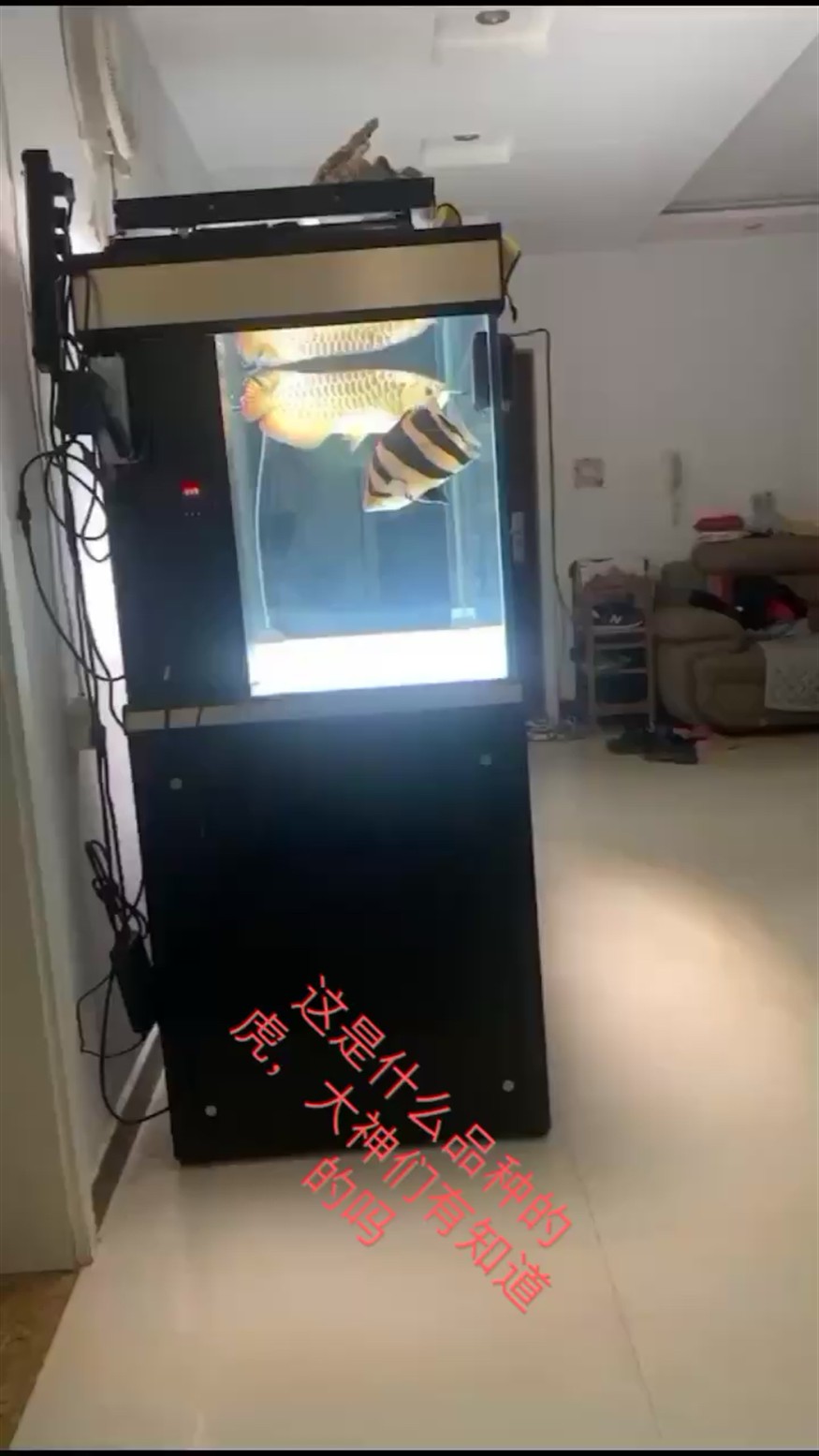 大神們、這是什么品種的虎魚