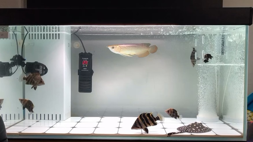 新入缸金龍跟迷你虎魚